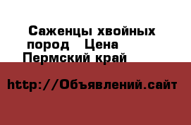 Саженцы хвойных пород › Цена ­ 500 - Пермский край  »    